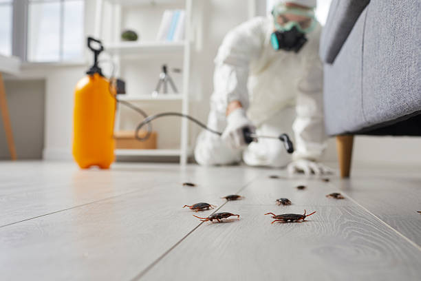 Affordable Termite Control solutions in Brookmont, MD